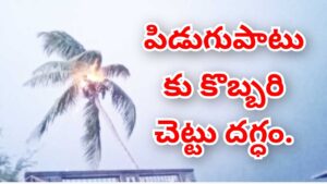 పిడుగుపాటుకు కొబ్బరిచెట్టు దగ్ధం.